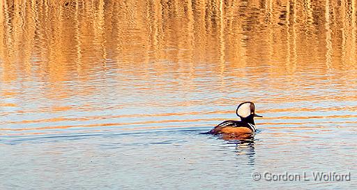 Hooded Merganser_DSCF6135.jpg - Hooded Merganser (Lophodytes cucullatus) photographed along the Rideau Canal Waterway at Smiths Falls, Ontario, Canada.